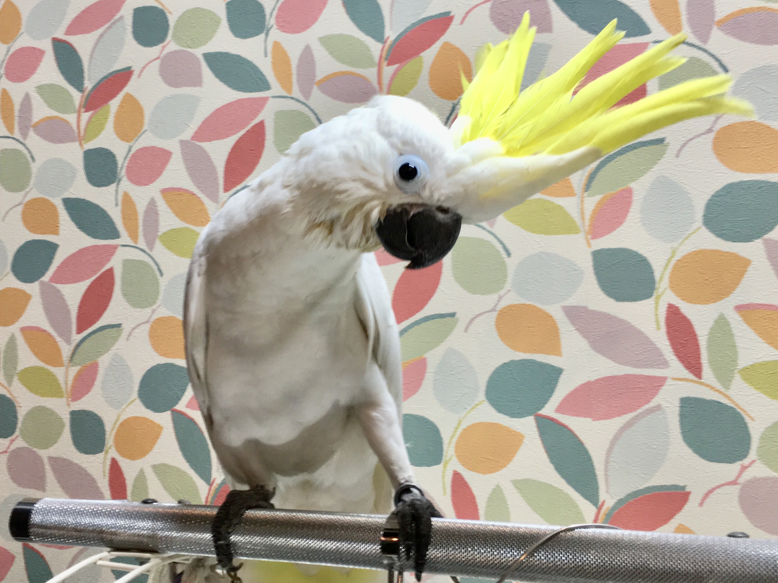 インコ オウム 鳥生体販売情報 アルーキバタン お譲りします シンガポール出身cites I類取扱ブリーダー オウムのカフェ Freak