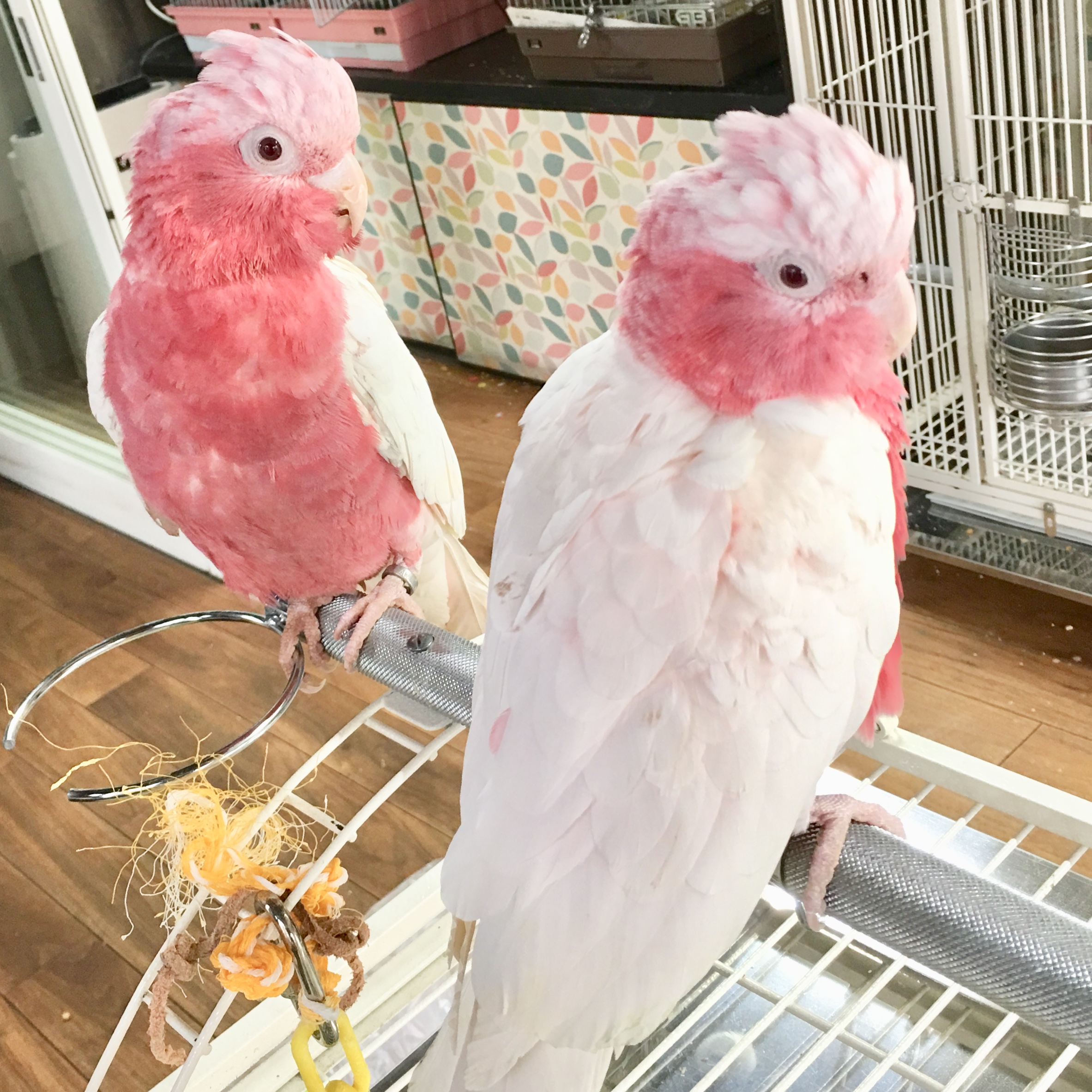 インコ オウム 手乗りペア 特別価格 販売情報 オウムのカフェ Freak