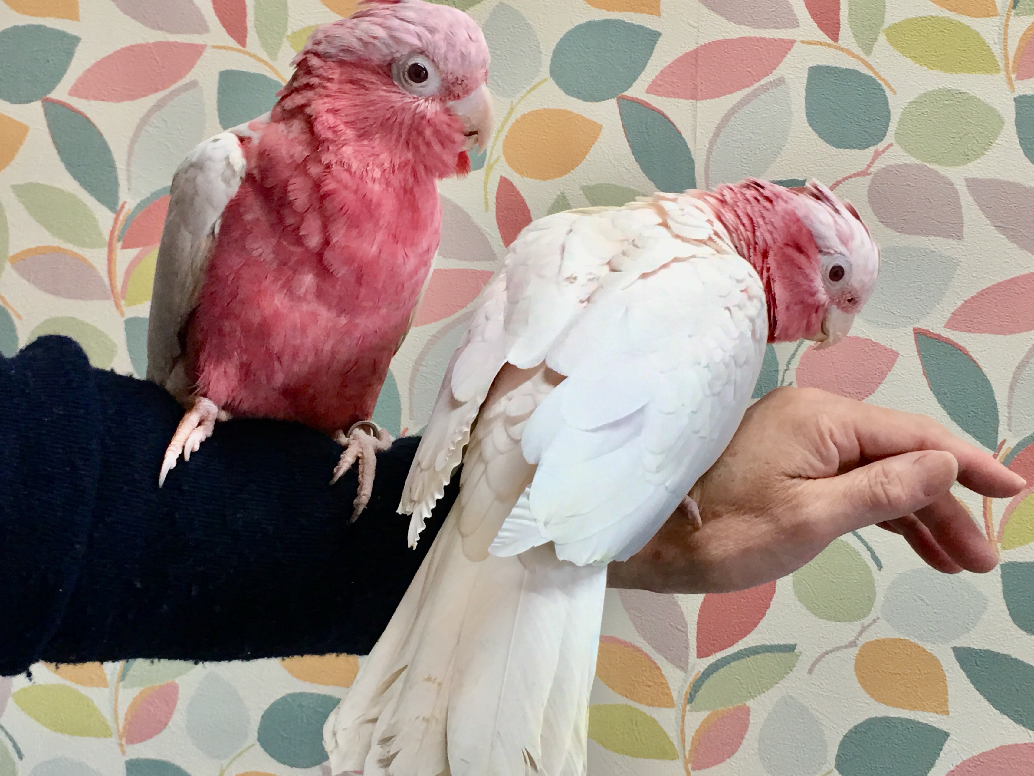 モモイロインコの飼育情報ファイル オウムのカフェ Freak