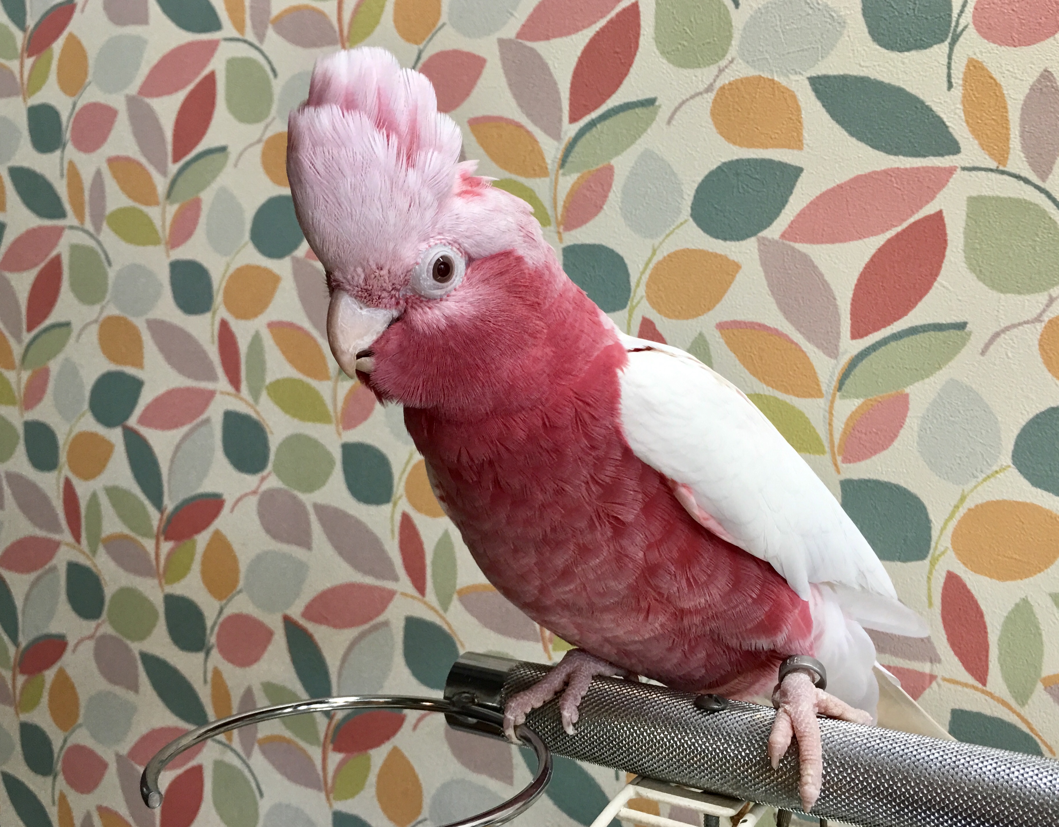 インコ オウム 販売情報 モモイロインコ ルチノー 1羽のみ 只今 お迎え募集中 オウムのカフェ Freak