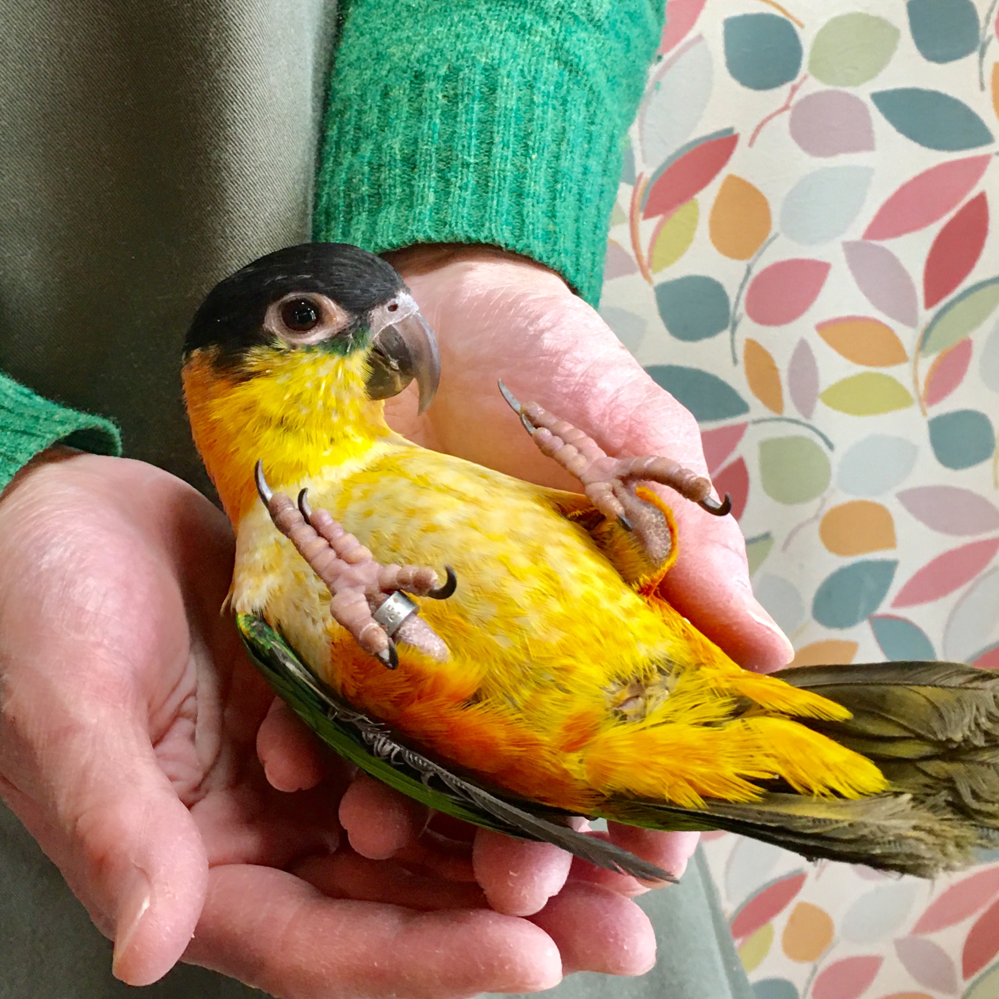 インコ 販売情報 シロハラインコ 2羽 お譲りします オウムのカフェ Freak