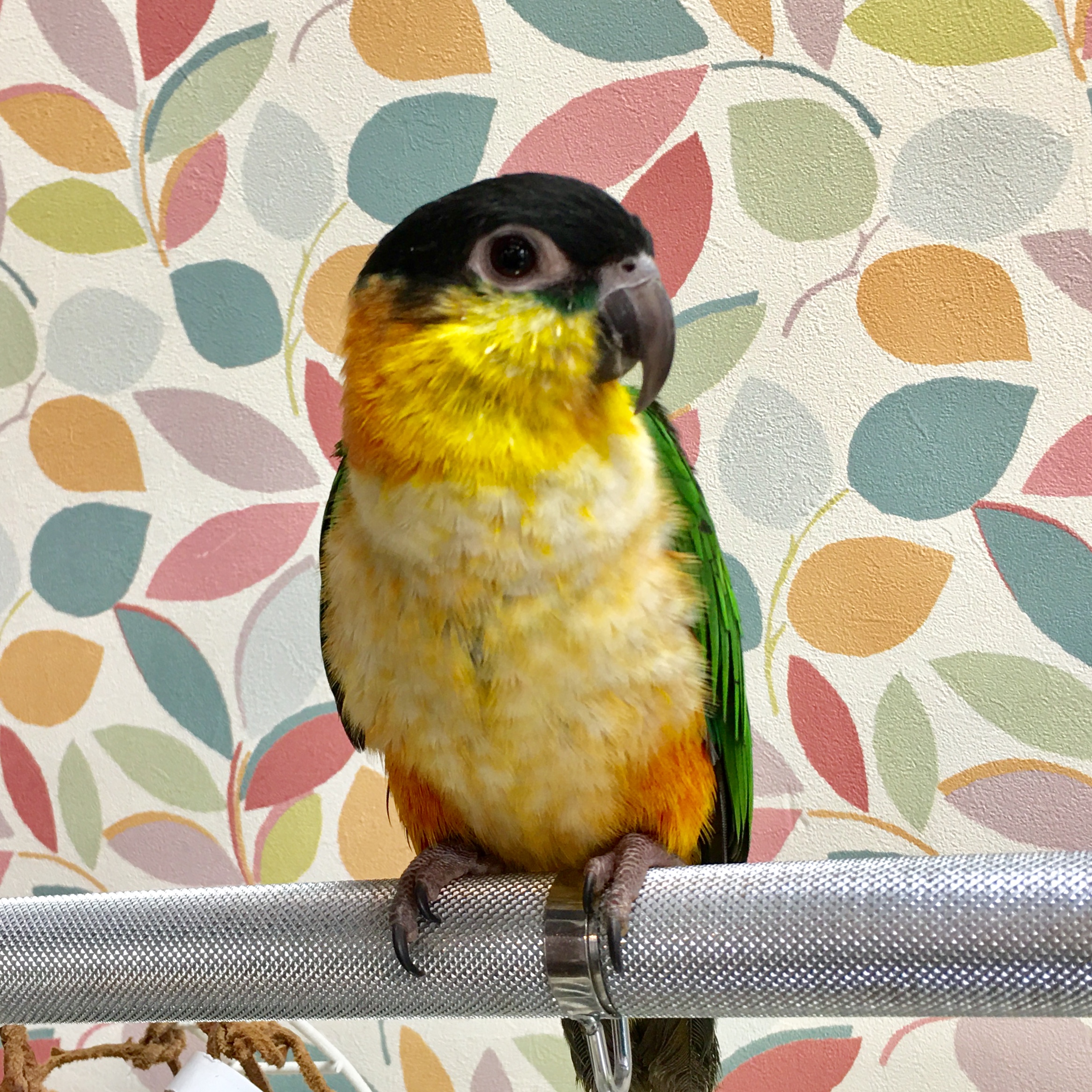 シロハラインコ ブリーダー