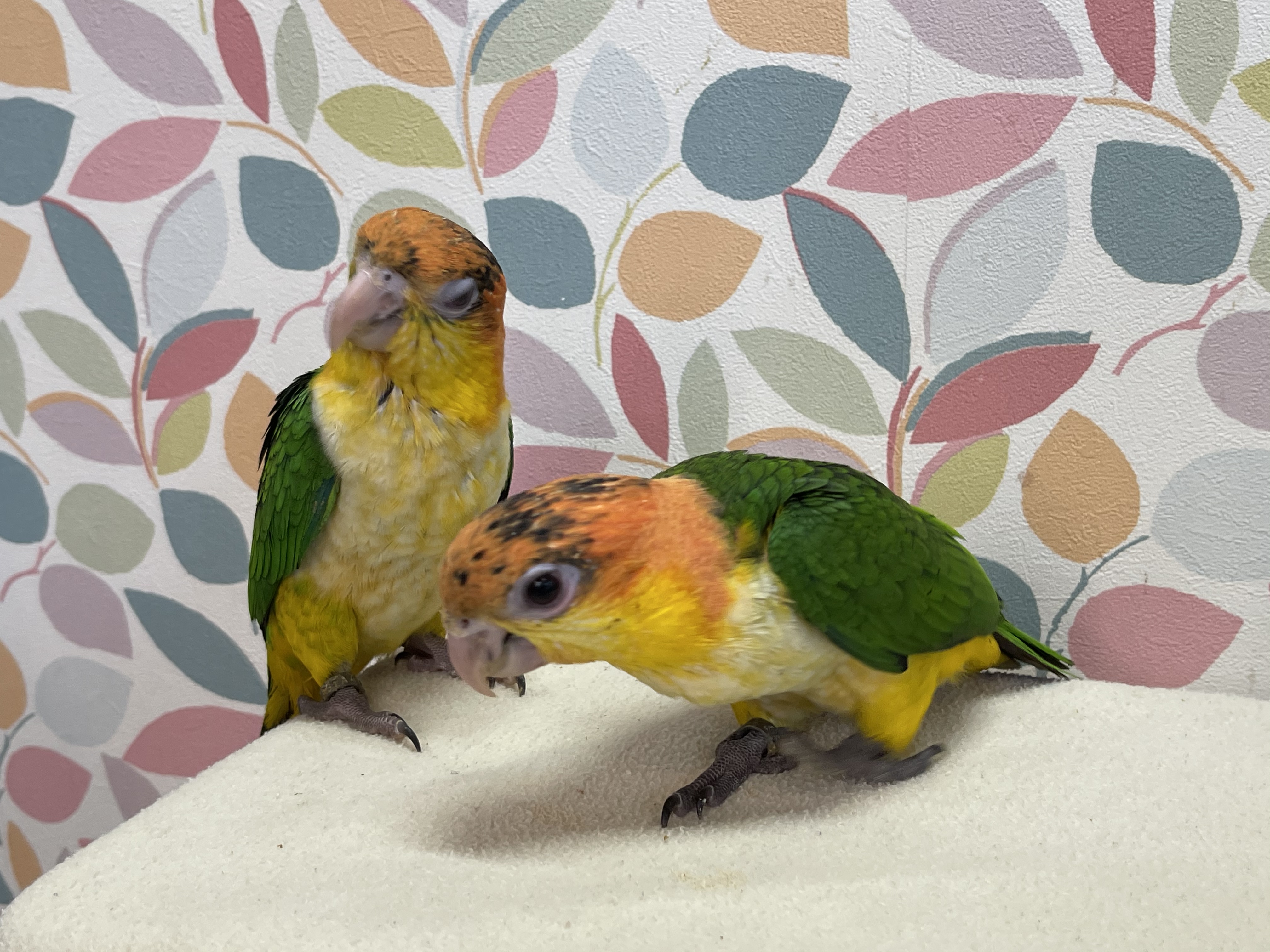 インコ 販売情報 シロハラインコ と ズグロシロハラインコ 各2羽お譲りします オウムのカフェ Freak