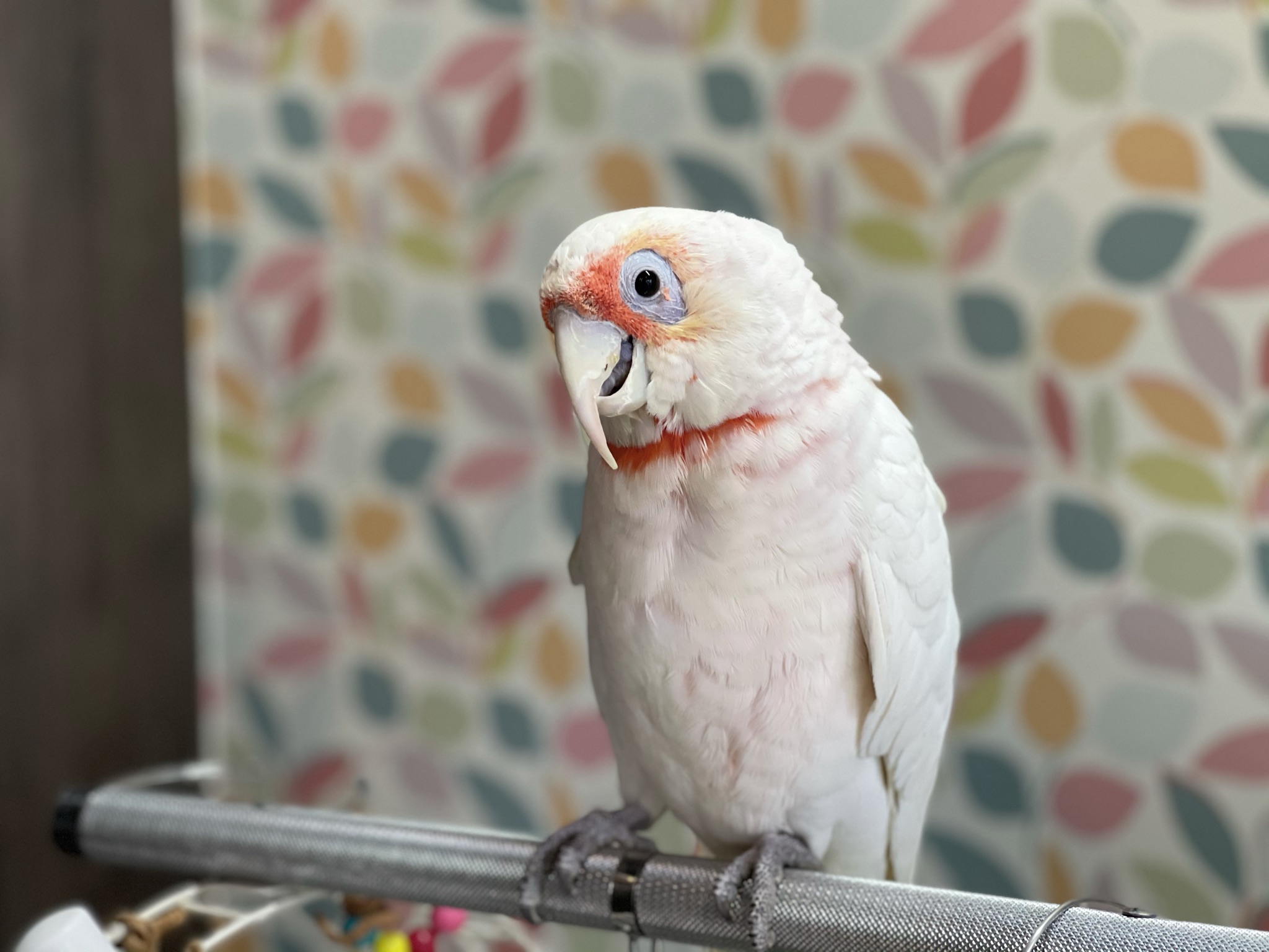 インコ オウム 販売情報 テンジクバタン お譲りします オウムのカフェ Freak