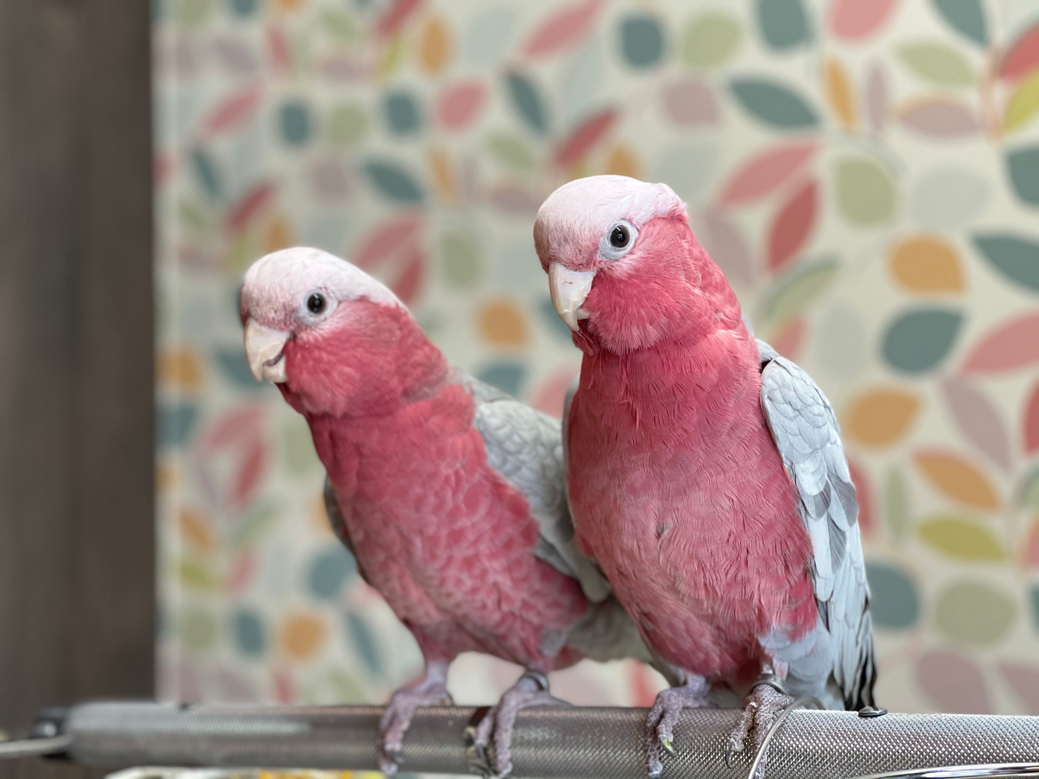 インコ オウム 販売情報 モモイロインコ 女の仔 2羽 お譲りします オウムのカフェ Freak