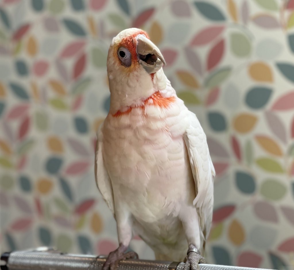 インコ オウム 販売情報 テンジクバタン モモイロインコ お譲りします オウムのカフェ Freak