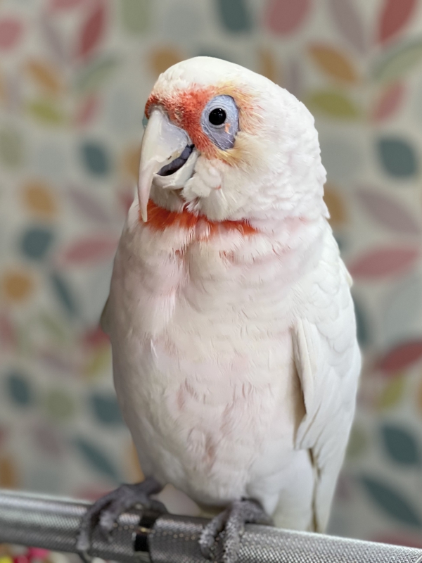 オウム紹介 オウムのカフェ Freak オウム紹介 オウムのカフェ Freak